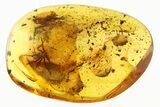Large Detailed Fossil Spider (Araneae) In Baltic Amber - Top Quality! #292482-1